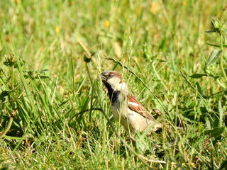 Moineau domestique