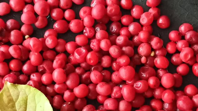 Harvest of schizandra berries on black background