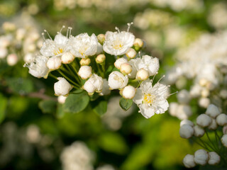 spirea iclose up