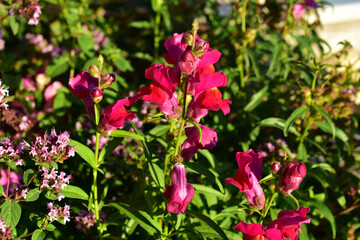 Red bright Snapdragon flowers in the sun