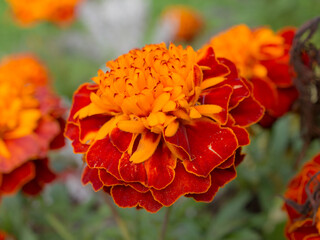 red and orange marigolds
