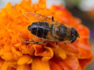 hoverfly on marigolds