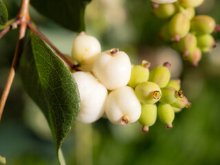 branch of a snowberry