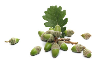 Green acorns with foliage isolated on white background