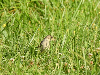 Moineau domestique