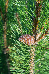 Naklejka na ściany i meble Detail of fresh spruce fir tree branches with young green needles and cones