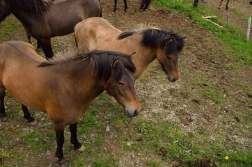 Naklejka na ściany i meble Icelandic horses in Iceland playing and loving 