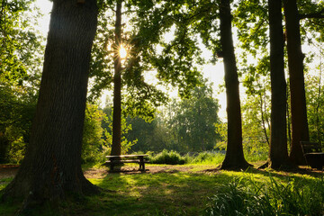 Romantic landscape in a forest. Rays of the sun through the foliage of a tree. Picnic table and bench on the grass.