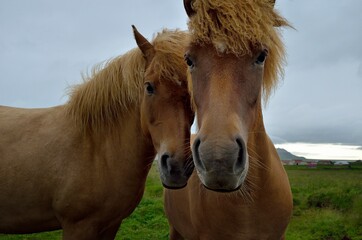 Fototapeta premium Icelandic horses in Iceland playing and loving 
