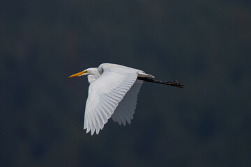 Snowy egret flying against a hillside