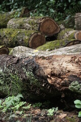 伐採された樹木