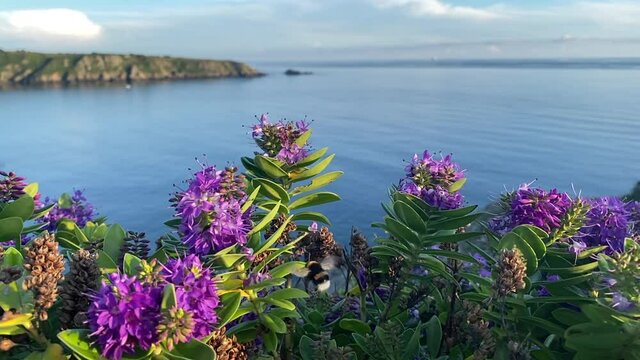 Slow Motion. Large Bee flies between purple flowers with beautiful view of Sark and English Channel in the background.