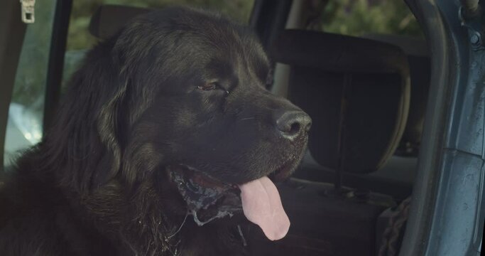 Tired Hot Newfoundland dog pants staring out car window, close-up