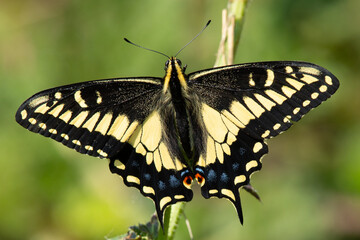Fototapeta na wymiar Close-up of a pale swallowtail butterfly, seen in the wild in North California