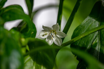 In the foreground, a flower affected by parasites.