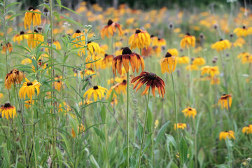 Abandoned orange gardens of rudbeckia flower closeup