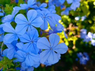 kwiat roślina płatki natura makro ogród © Piotr