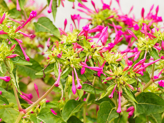 (Mirabilis jalapa) Marvel of Peru, exotic, branched and bushy shrub with fragrant night bloomer flowers in garden
