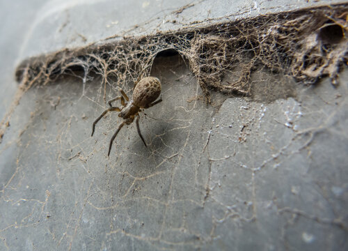 Spider walking down his net