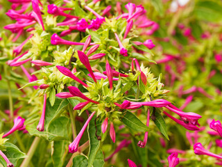 Mirabilis jalapa | Marvel of Peru or four o'clock flower. Bushy plant. Funnel-shaped flowers in form of pipe flared with a crenellated pavilion