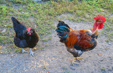 Black hen and red rooster walk on the lawn in evening