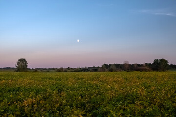 Obraz premium Soybean Field in sunset with moon and purple sky