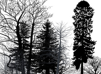pines and bare trees group on white