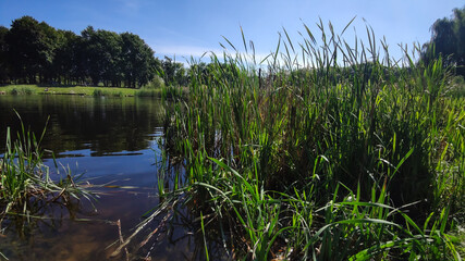 Perfect lake in the city park