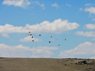 Fototapeta na wymiar Flock of parihuanas or flamingos flying in the Cotahuasi Canyon, Arequipa, Peru