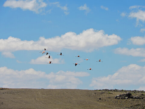 Flock of parihuanas or flamingos flying in the Cotahuasi Canyon, Arequipa, Peru