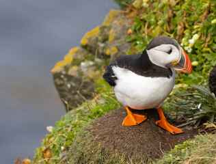 Ein Papageientaucher am Weg in die Höhle - Halbinsel Latrabjarg, Island