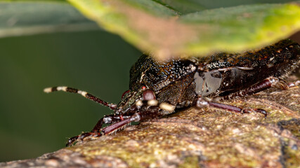 Stink bug of the Genus Antiteuchus