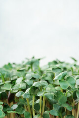 Close-up of microgreen radish. Concept of home gardening and growing greenery indoors