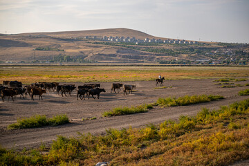 Obraz premium Herd of cattle and buffalo walking on dusty roads. green background and mountain