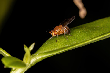 Lauxaniid Fly of the Family Lauxaniidae
