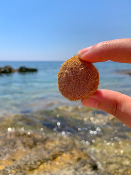 Posidonia oceanica is known as the"olive sea". Balls of fibrous material from leaves, egagropili, washed into the nearby coastline.