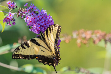 Yellow swallowtail butterfly perched on purple flowers of butterfly bush in garden on sunny summer day