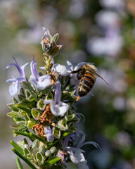 Wildbiene bei der Bestäubung