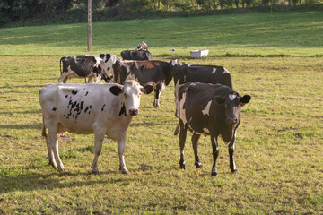 Holstein cows grazing in a field in Brittany