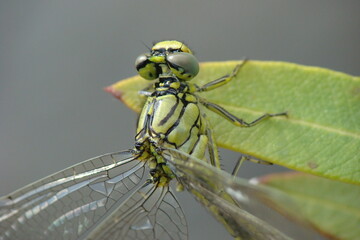 Western Clubtail (Gomphus pulchellus), female