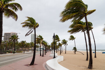 Palm trees blowing in the winds at tropical beach.