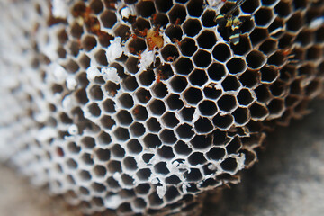 bees on honeycomb