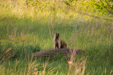 Naklejka na ściany i meble A wild marmot sits on the sand near its burrow and looks at the camera. Green grass is visible in the foreground, pine trees are visible in the background.