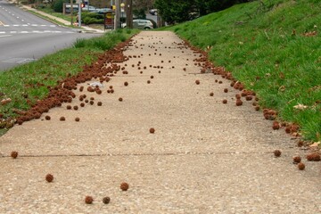 Spiked Seed Pods Littering the Sidewalk in Suburban Pennsylvania