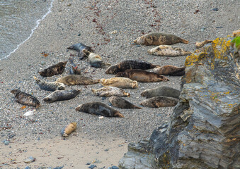 A variety of colours of seal at rest on the beach at Gwithian, Cornwall, in early Autumn