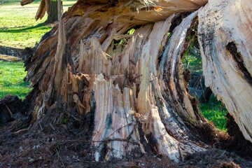 A Split Stump With A Fallen Tree After a Storm at the Elkins Estate