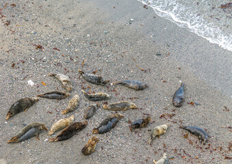 Seals resting on the beach at Godrevy, Cornwall