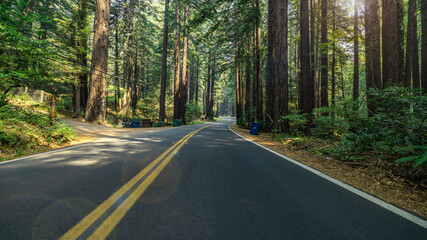 Fototapeta premium The sun's rays shine through tall sequoias overlooking the old Redwood Highway, which is just off the coast in northern California.