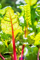 Red and yellow swiss chard leaves at organic gardens - Organic produce in the home made vegetable garden
