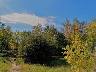 Autumn trees, path and blue sky